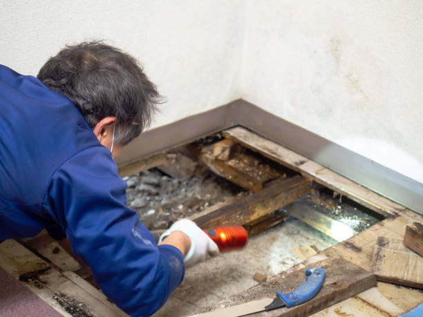 Trusted Albion, NY Mold Removal Experts