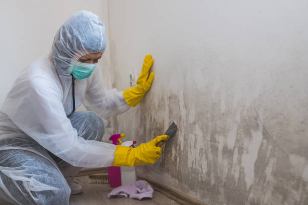 Home Mold Removal in Albion, NY