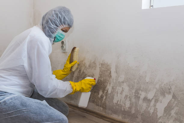 Attic Mold Removal in Albion, NY