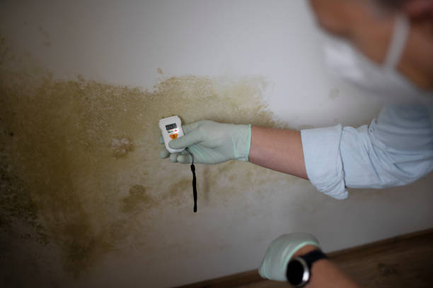 Mold Testing and Removal in Albion, NY