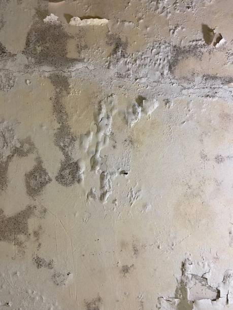 Best Mold Damage Repair  in Albion, NY