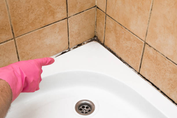 Best Best Mold Removal Companies  in Albion, NY